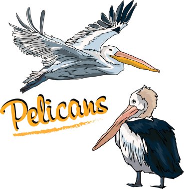 Uçuş tasarım elementinde pelikanlar 1