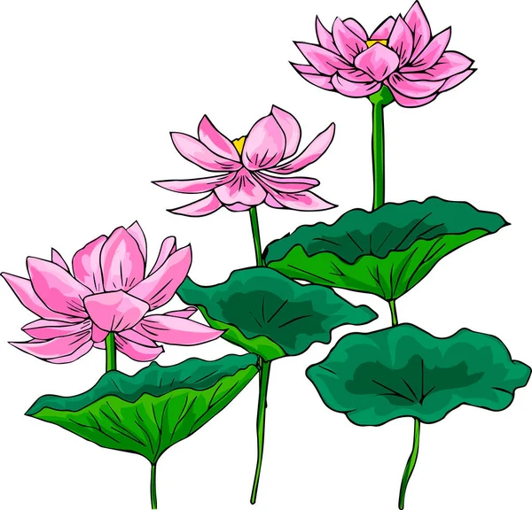 Composition of Lotus flowers and leaves. Vector — Stock Vector