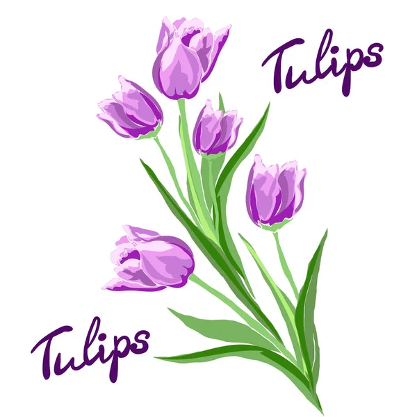 Kytice fialových tulipánů — Stockový vektor