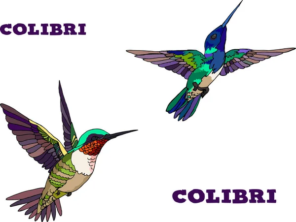 Różne kolibry w locie — Wektor stockowy