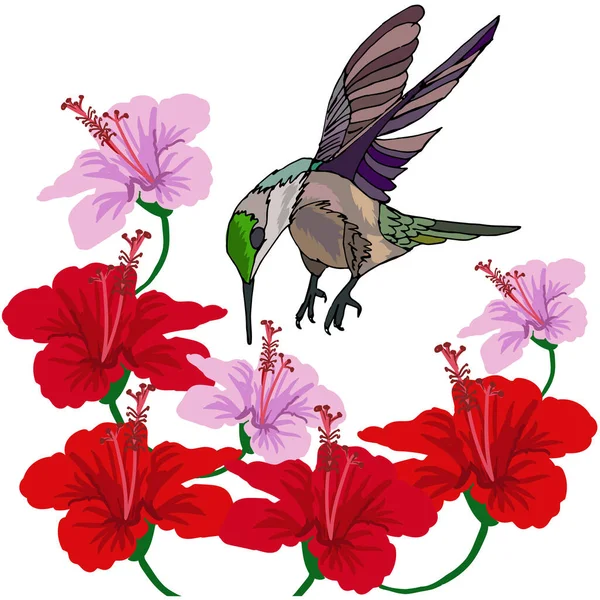 Colibríes en las flores de hibisco — Vector de stock