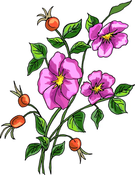 Fleurs roses de rose sauvage — Image vectorielle