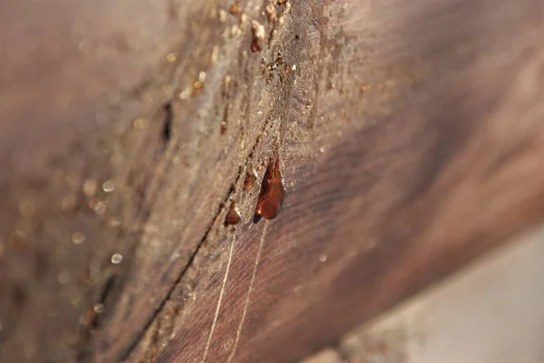 A drop of resin on a pine Board