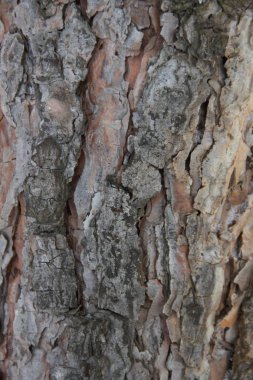 Çam kabuğu arka plan olarak