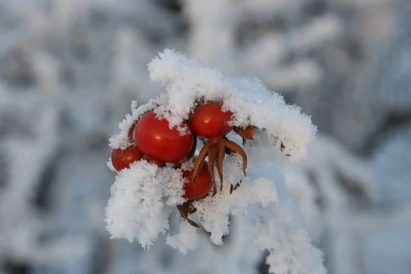 Baies Rose Sauvage Dans Neige — Photo