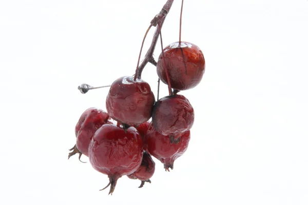 Κατεψυγμένα Κόκκινα Μήλα Πάνω Ένα Κλαδί — Φωτογραφία Αρχείου