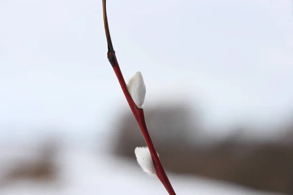 Bourgeons Sur Une Brindille Saule Hiver — Photo