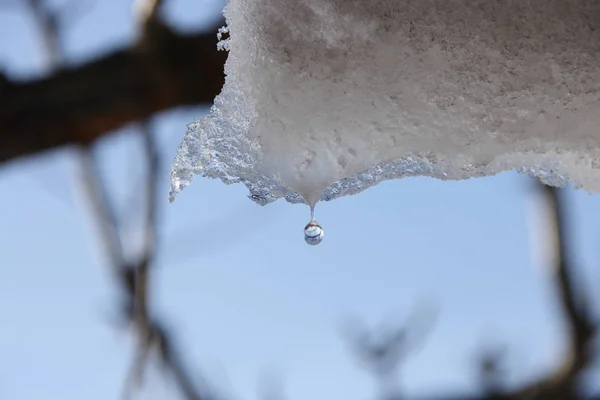 Gouttes Printanières Fin Hiver — Photo