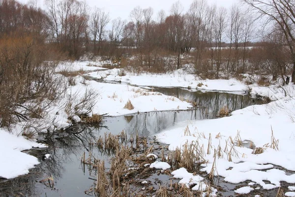 Creek Inverno Entre Juncos Árvores — Fotografia de Stock