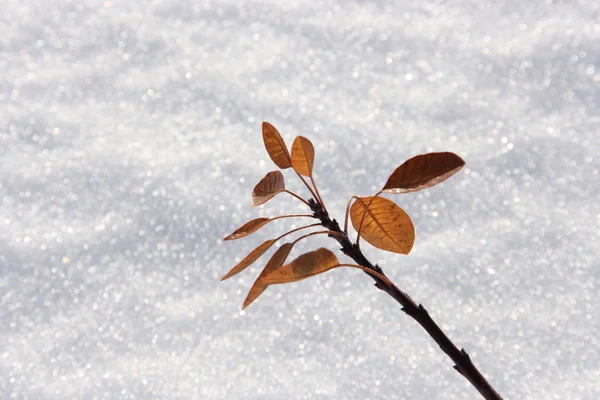 Твиг Листьями Фоне Серебряного Снега — стоковое фото