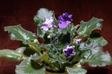 Karanlık bir arka plan üzerinde mor Menekşe