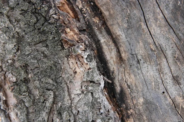 Rough bark on the trunk of an old apple tree