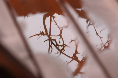 Verandanın ahşap katında bir su birikintisi bir armut şube yansıması