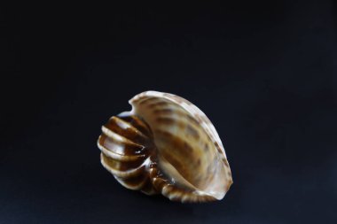 Kahverengi ve beyaz renk ile Seashell