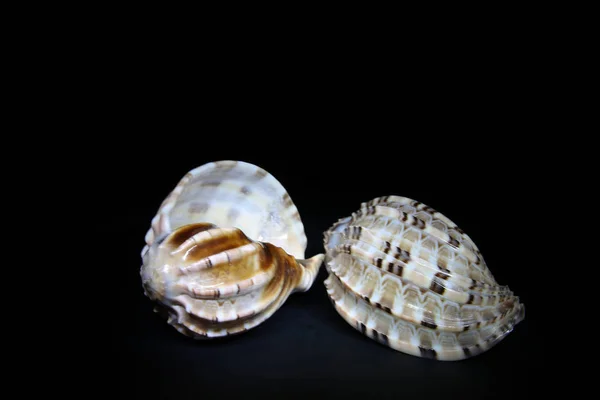 Sea Shells White Shades Brown — Stock Photo, Image