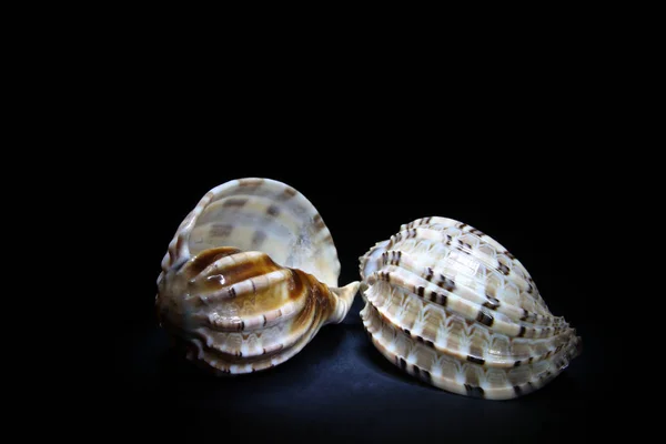 Conchas Mar São Brancas Com Tons Marrom — Fotografia de Stock