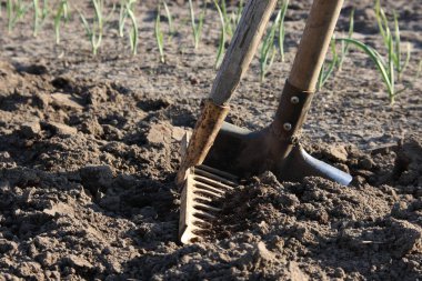 Sarımsak bir yatağın arka planda eski kürek ve tırmık