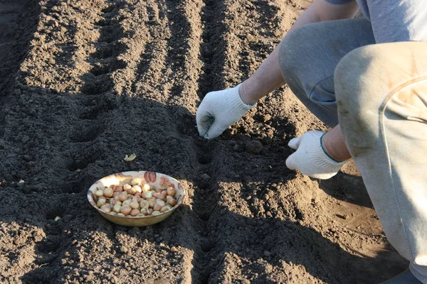 Planting onions in the wells in the garden