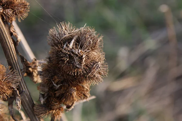 Uzun Kancalı Kuru Burdock Kahverengi — Stok fotoğraf