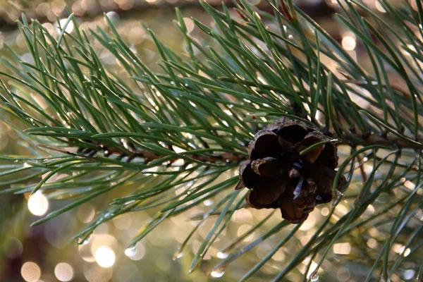 Kon Grön Tall Gren Med Reflektioner Ljus Vattendroppar Efter Regn — Stockfoto