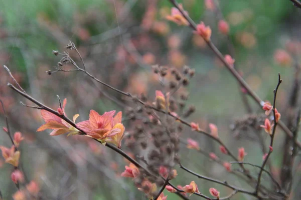 Leaves with shades of red, orange, yellow on the branch of an ornamental bush in spring