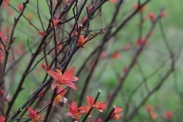 Spirea with red leaves in different shades in late spring