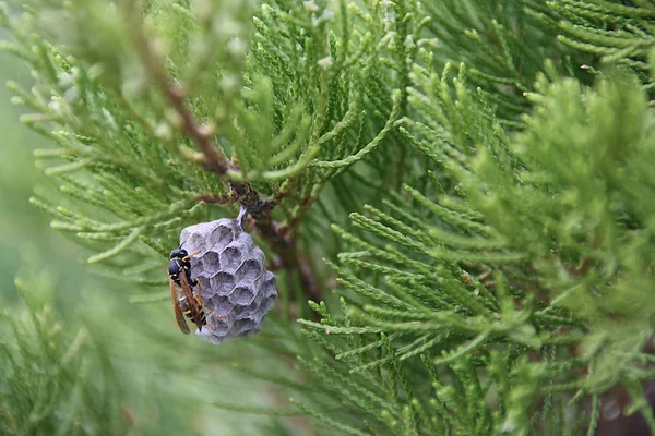 Wasp Bygger Ett Gren Prydnads Buske Trädgården — Stockfoto