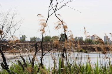 Ryazan kentinde yaban ördeği gölünün yıkımı 