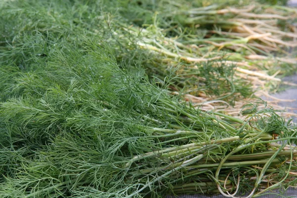 Friss Zöld Kapor Tárolásra Aztán Szeletelés Szárítás — Stock Fotó