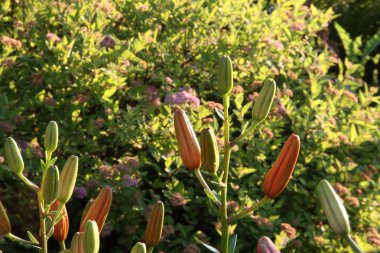 Çiçek açan kulenin arka planında Lily tomurcukları