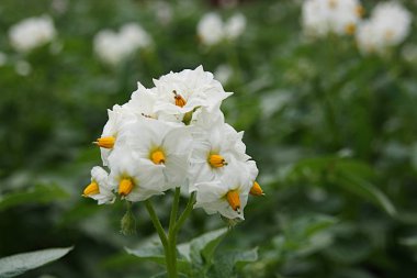 Yeşil yaprakların bir arka plan üzerinde sarı pistils ile patates Beyaz çiçekler