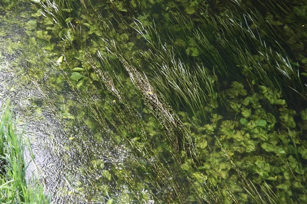 Zielone Algi Jasnej Wodzie Rzeki Vozhha Pobliżu Miasta Rybnoe Region — Zdjęcie stockowe