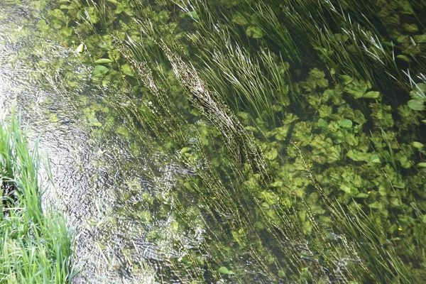 Alghe Verdi Nelle Acque Limpide Del Fiume Vozhha Vicino Alla — Foto Stock