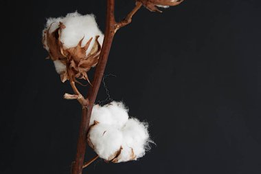 Siyah arka plan üzerinde pamuk lu bolls