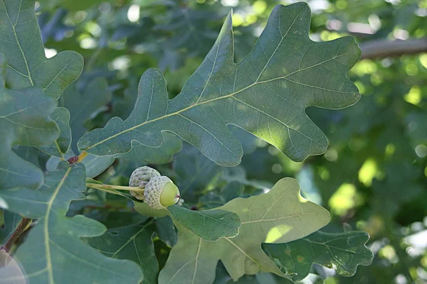 Acorns Oak Leaf Green Background — Stock Photo, Image
