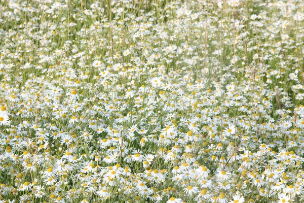 Field Daisies Sunny Day Flood Plains Oka River Village Konstantinovo — Stock Photo, Image