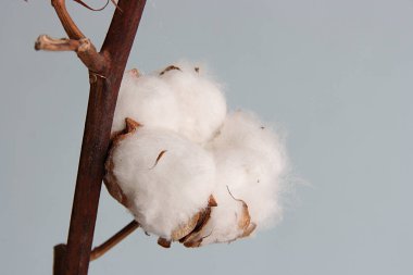 Gri arka planda pamuk lu