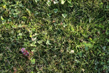 Sel çayır yeşil çim arka plan