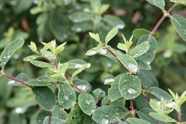 Süs çalısının yeşil yapraklarına yağmurdan sonra su damlaları
