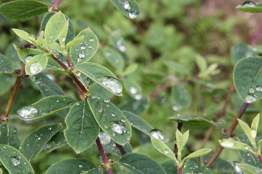 Süs çalısının yeşil yapraklarına yağmurdan sonra su damlaları