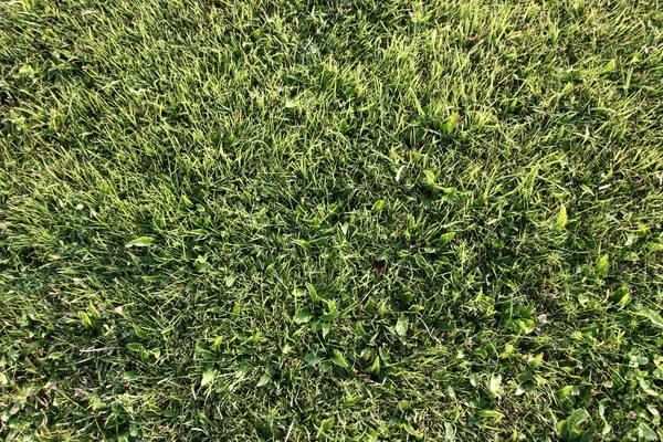 Zielona Trawa Trawnik Tło — Zdjęcie stockowe
