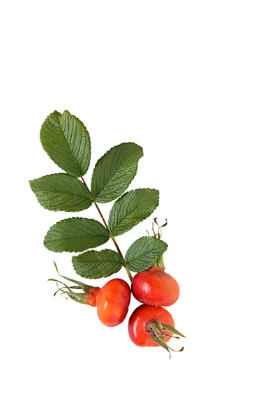 Früchte Und Grünes Blatt Der Wildrose Auf Weißem Hintergrund — Stockfoto