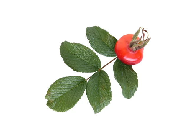 Fruta Hoja Verde Rosa Silvestre Sobre Fondo Blanco — Foto de Stock