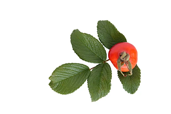 Früchte Und Grünes Blatt Der Wildrose Auf Weißem Hintergrund — Stockfoto