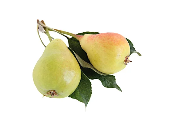 Yellow Pears Green Leaves White Background — Stock Photo, Image