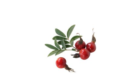 Beyaz arka plan üzerinde yeşil yaprakları ile kırmızı kuşburnu