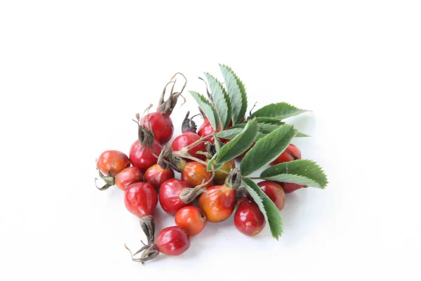 Красные Шиповники Зелеными Листьями Белом Фоне — стоковое фото