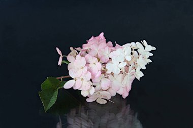 Karanlık bir ayna arka plan üzerinde Panicle ortanca çiçek