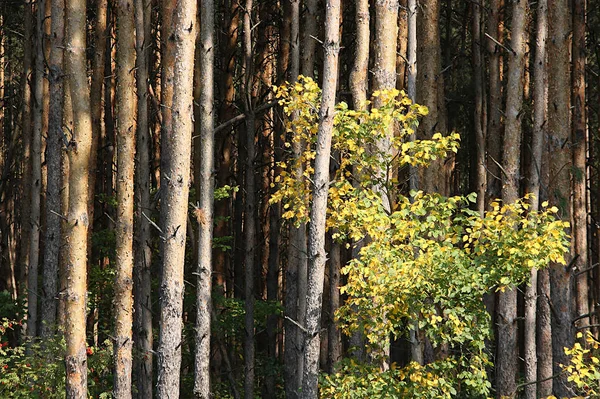 Berken Met Gele Groene Bladeren Aan Rand Van Een Dennenbos — Stockfoto