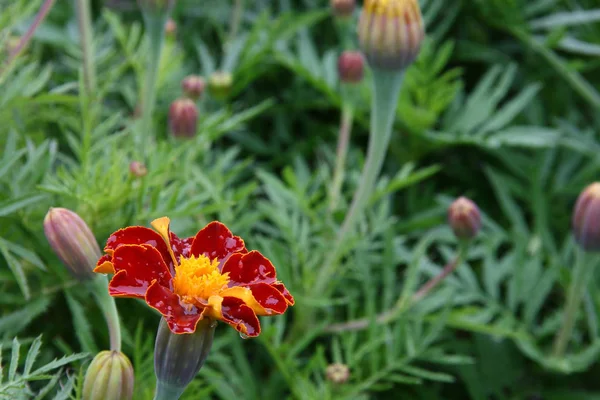 Uma Flor Com Pétalas Borgonha Uma Borda Amarela Redor Borda — Fotografia de Stock